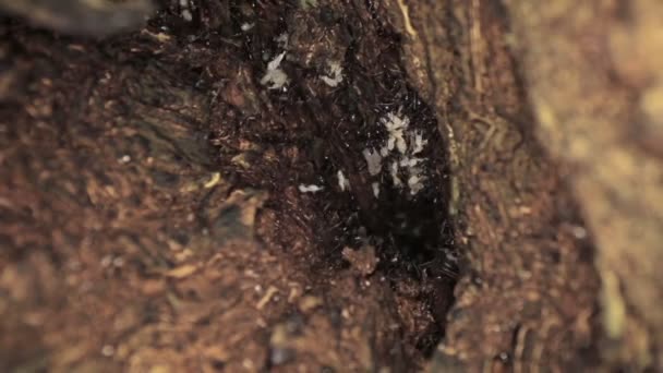 Macro shot di un gruppo di formiche che si muovono velocemente all'interno dell'albero — Video Stock