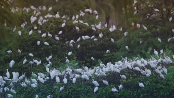 Grand groupe d'oiseaux blancs sur un sanctuaire d'oiseaux — Video