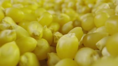 Makro bir kavanozun içindeki patlamış mısır tohumlarını fırlattı.