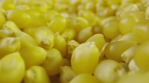 Makro sköt genom ett gäng popcorn frön inuti en burk — Stockvideo