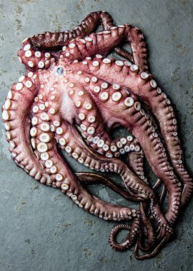 Deniz ürünleri ahtapot. Bütün taze çiğ ahtapot gri kayrak arka planda, üstten görünüm.
