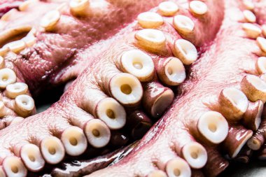 Deniz ürünleri ahtapot. Bütün taze çiğ ahtapot gri kayrak arka planda, üstten görünüm.