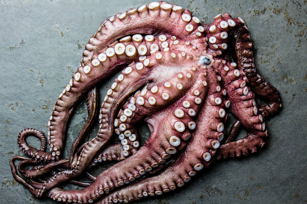 Seafood octopus. Whole fresh raw octopus on gray slate background, top view.