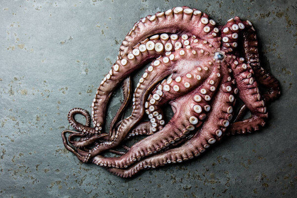Морской осьминог. Целый свежий осьминог на сером фоне, вид сверху
.