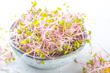 Microgreen. Gri kabın içinde turp lahanası. ahşap beyaz arka plan