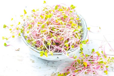 Microgreen. Gri kabın içinde turp lahanası. ahşap beyaz arka plan