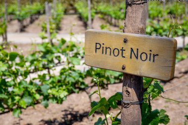 PINOT NOIR Wine sign on vineyard. Vineyard landcape clipart