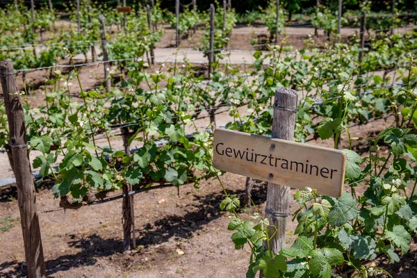 Wina Gewurztraminer znak na winnicy. Winnica landcape — Zdjęcie stockowe