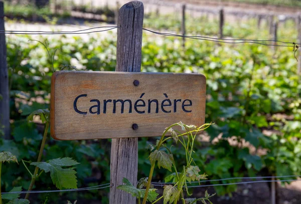 Carmenere Weinschild auf dem Weinberg. Weinberglandschaft — Stockfoto