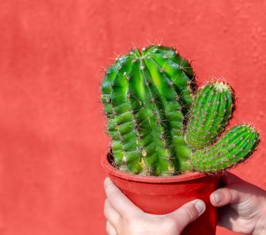 Yaşam mercan 2019. kaktüs ile arka plan. Yaşam mercan. Yıl 2019 rengini.