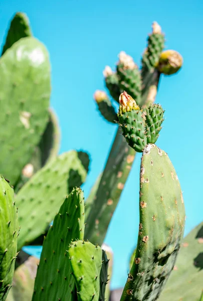 Mexican cactus. Tuna fruit. Cactus leaves