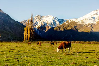 Argentine Chilean Patagonian landscape with freely grazing cows near a river. Group of cows in sunset. clipart