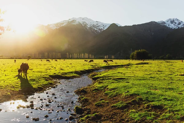 Argentinsk chilenska Patagonien landskap med fritt betande kor nära en flod. Gruppen av kor i solnedgången. — Stockfoto