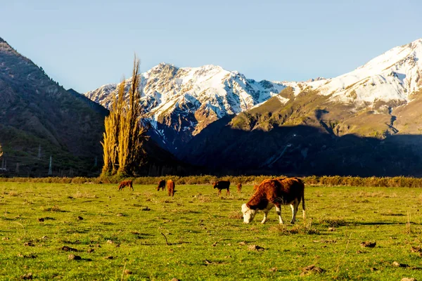 Paisaje patagónico chileno argentino con vacas pastando libremente cerca de un río. Grupo de vacas al atardecer . —  Fotos de Stock