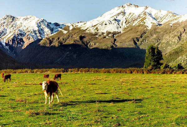 Argentinsk chilenska Patagonien landskap med fritt betande kor nära en flod. Gruppen av kor i solnedgången. — Stockfoto