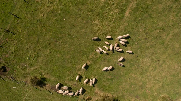 Aerial view of flock of sheep. Aerial landscape — Stock Photo, Image