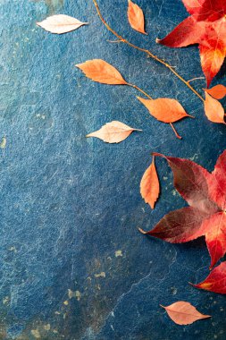 Sonbahar kırmızı yaprakları mavi arka planda. Üst görünüm