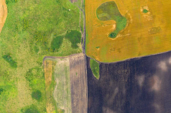 Vista aérea de arriba drone fotografía de una tierra con campos verdes sembrados en el campo —  Fotos de Stock