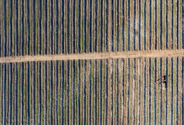 Kırsalda ekili yeşil tarlaları olan bir arazinin hava görüntüsü drone fotoğrafçılığı