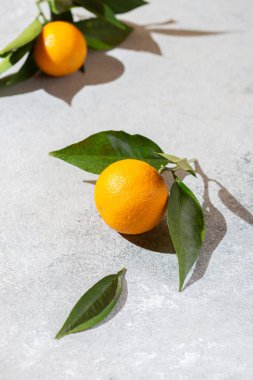 Tüm portakallar beyaz arkaplan üzerinde portakal ağacı yaprakları kopyalama alanı.