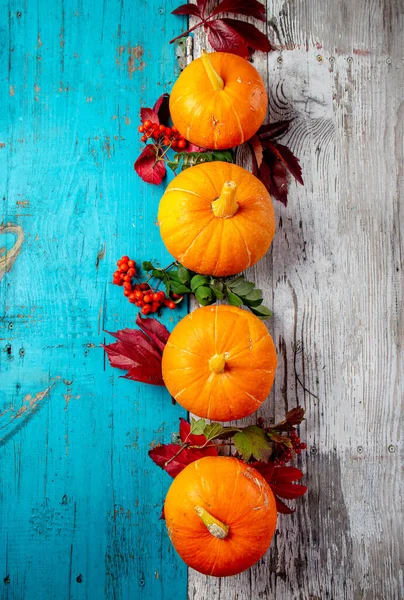 Composición de otoño. Calabazas sobre fondo azul blanco. Vista superior —  Fotos de Stock