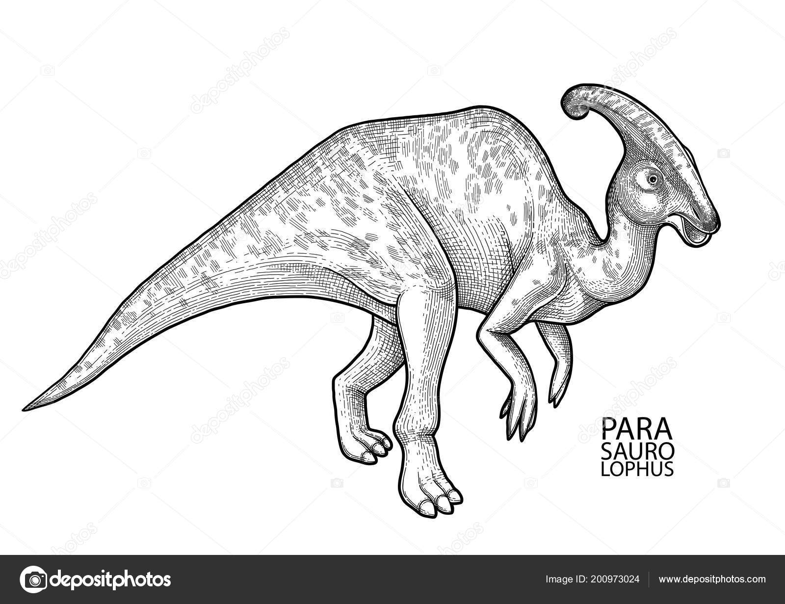 Desenho Realista Dinossauro Brontossauro Ilustração Stock