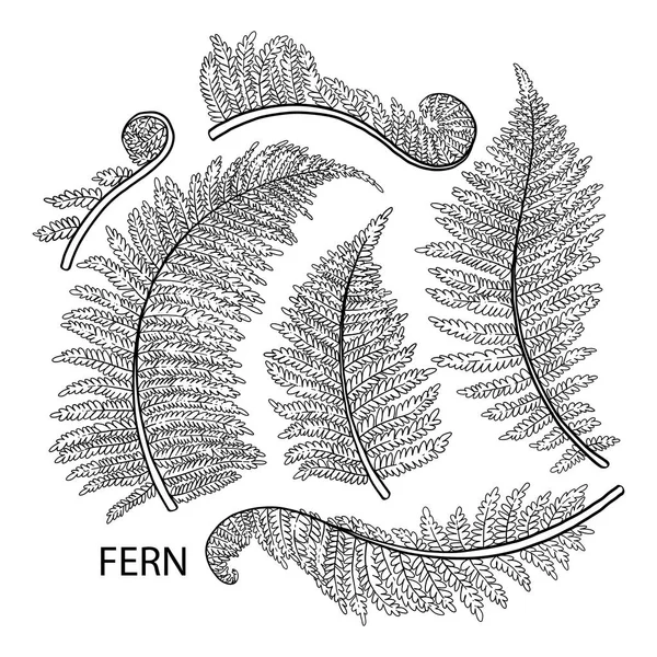 Grafische fern bladeren — Stockvector