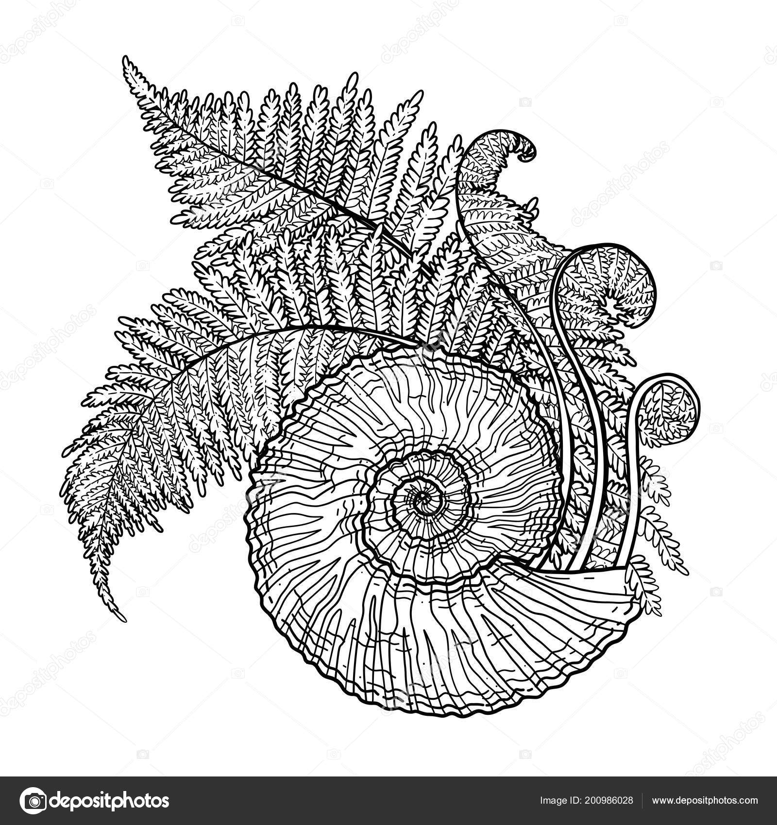 선사 시대 그래픽 조개와 고 사리 가지 스톡 벡터 - ©homunkulus28 200986028, image size:1600x1700