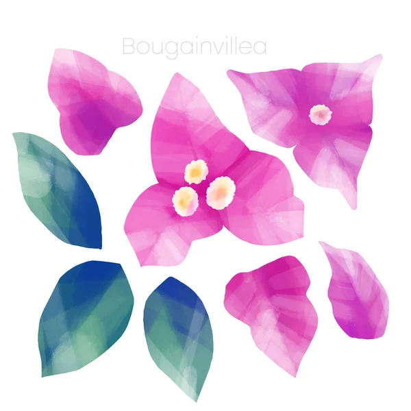 Bougainvillea tropicale fiori e foglie — Foto Stock