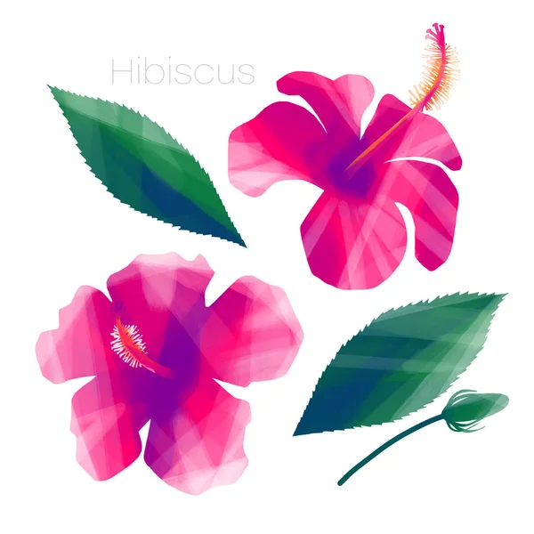 Tropical Hibiscus flores e folhas — Fotografia de Stock