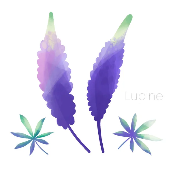 Фіолетовий малювати Lupine квіти і листя — стокове фото