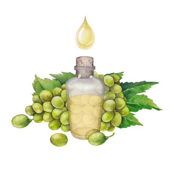 Акварельна пляшка ефірної олії з насіння винограду — стокове фото
