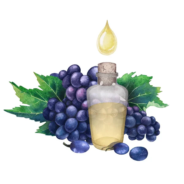 Akwarela butelka olejku z pestek winogron — Zdjęcie stockowe