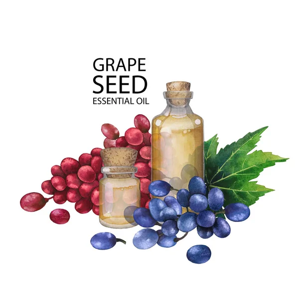 Aquarel fles van etherische olie gemaakt van druiven zaad — Stockfoto