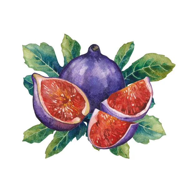 Aquarel fig vruchten en bladeren geïsoleerd op witte achtergrond — Stockfoto