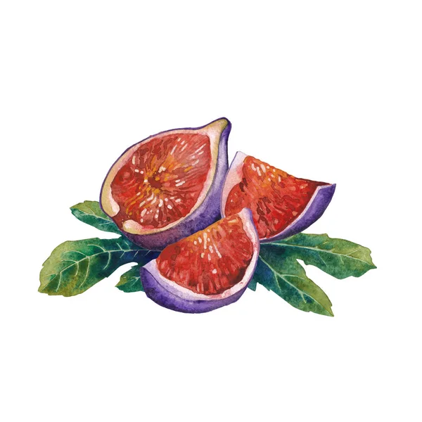 수채화 그림 과일과 나뭇잎 흰색 배경에 고립 — 스톡 사진