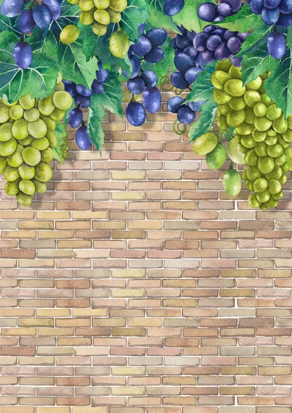 Acuarela racimos de uvas blancas y azules en la rama — Foto de Stock