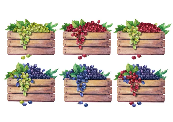 Conjunto de cajas de acuarela de uvas decoradas con hojas — Foto de Stock