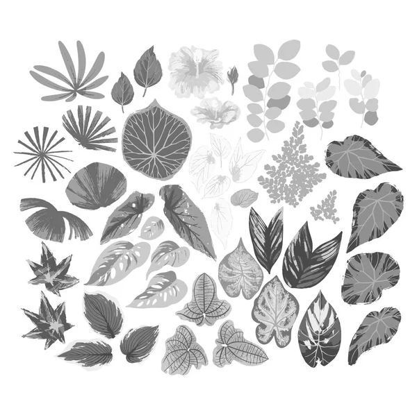 Векторна колекція різних екзотичних листків, намальованих в техніці грубої щітки — стоковий вектор