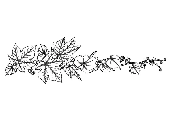 포도 잎과 곱슬 요소 그래픽 지점 — 스톡 벡터