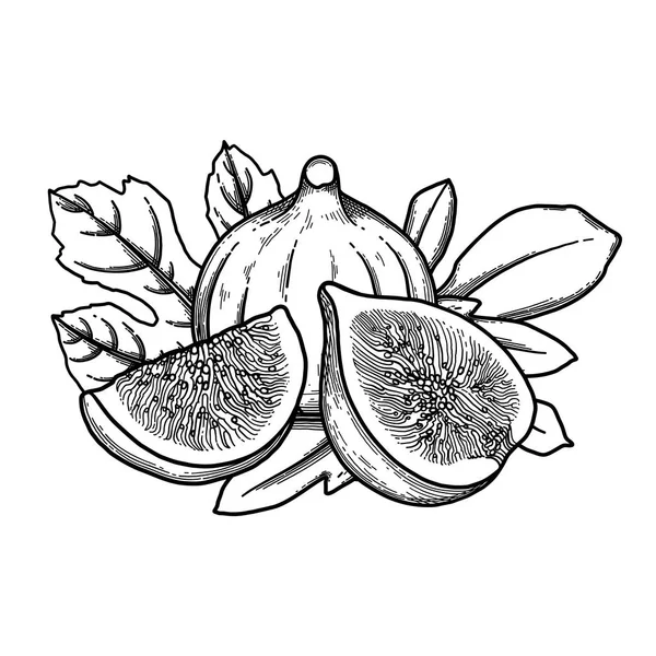 Graphic fig fruits and leaves isolated on white background — Stock Illustration Graphic fig fruits and leaves isolated on white background Vector Graphics