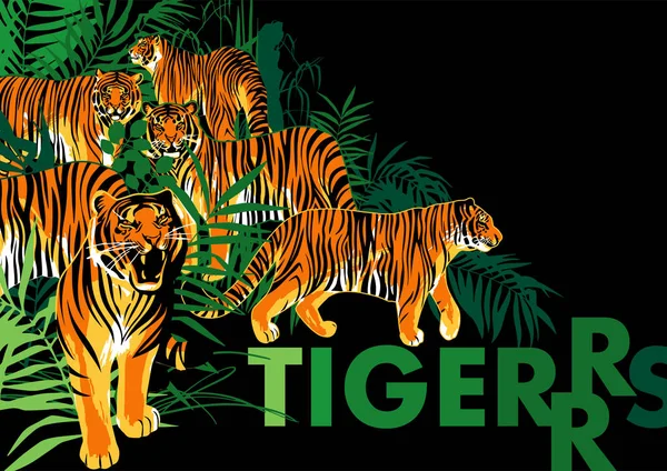 Graphic design with tigers standing, walking and roaring among the exotic leaves and trees — Stock Vector