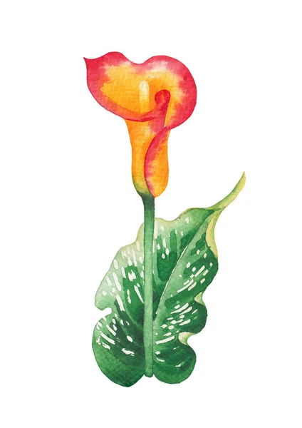 Ακουαρέλα φύλλα και τα λουλούδια Calla κρίνος με κίτρινα και κόκκινα χρώματα — Φωτογραφία Αρχείου