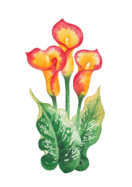 Akvarelu listy a květy Calla Lily v barvách žluté a červené — Stock fotografie