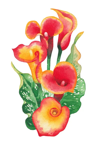 Foglie d'acquerello e fiori di Calla Lily nei colori giallo e rosso — Foto Stock