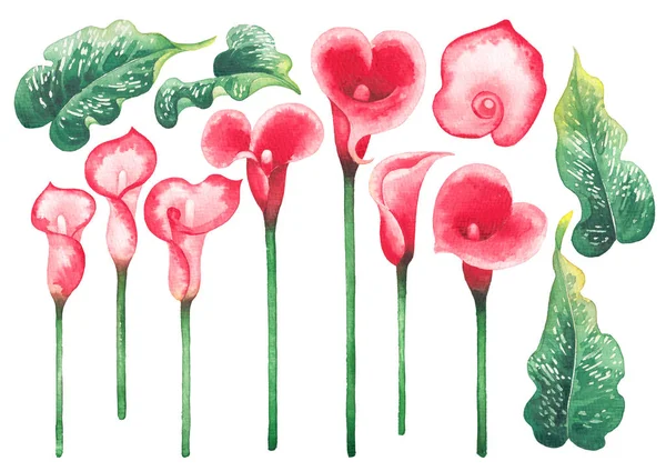 Folhas de aquarela e flores Calla Lily em cores rosa e vermelho — Fotografia de Stock