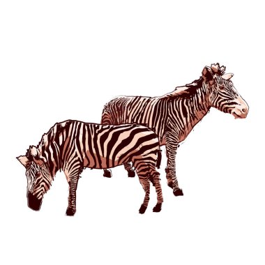 Kaba fırça tekniğinde çizilmiş iki duran zebra.