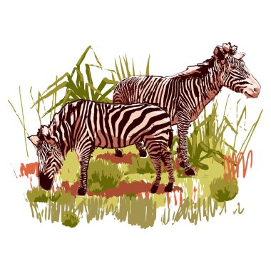 Bozkır arazisinde duran iki zebra.