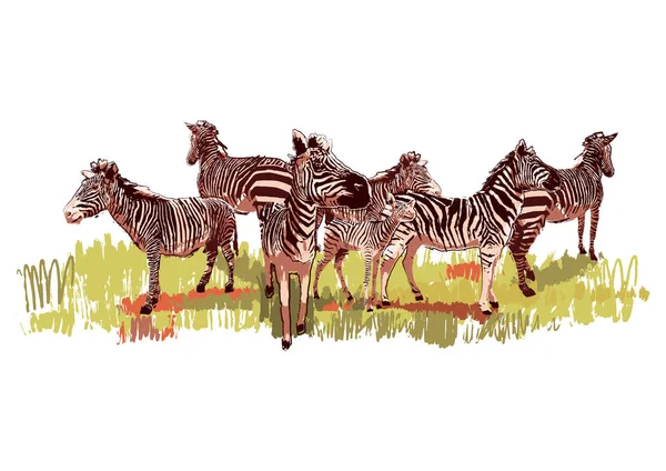 The herd of zebras sowing in steppe landscape — Stock Vector