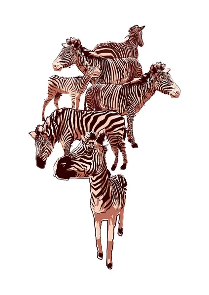 La mandria di zebre in piedi disegnato nella tecnica della spazzola ruvida — Vettoriale Stock